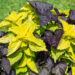 Ipomoea batatas, Coleus x blumei ilubataat, kirinõges (1)