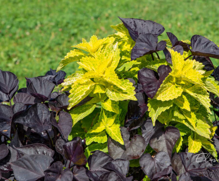 Ipomoea batatas, Coleus x blumei ilubataat, kirinõges (2)