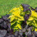 Ipomoea batatas, Coleus x blumei ilubataat, kirinõges (2)
