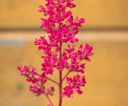 1386_10350_Astilbe_japonica_Red_Sentinel__jaapani_astilbe.jpg