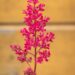 1386_10350_Astilbe_japonica_Red_Sentinel__jaapani_astilbe.jpg