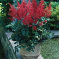 Astilbe japonica `Red Sentinel` D jaapani astilbe