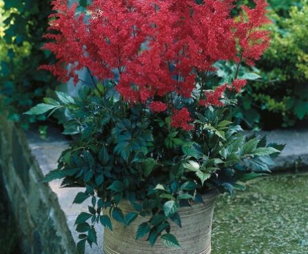 Astilbe japonica `Red Sentinel` D jaapani astilbe