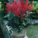 1386_7167_Astilbe_japonica_Red_Sentinel_Photo_Darwinplants.jpg