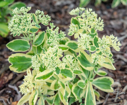 Sedum `Autumn Charm` kukehari