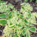 Sedum `Autumn Charm` kukehari