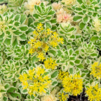 Sedum `Atlantis` kukehari