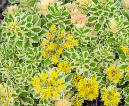 Sedum `Atlantis` kukehari