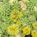 Sedum `Atlantis` kukehari