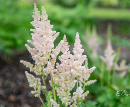 Astilbe chinensis `Milk and Honey` (1)