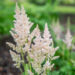 Astilbe chinensis `Milk and Honey` (1)