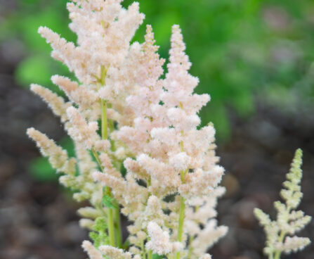 Astilbe chinensis `Milk and Honey` (2)