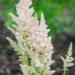 Astilbe chinensis `Milk and Honey` (2)