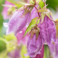 1392_10451_Campanula_punctata_Winen_Rubies_tapitud_kellukas.jpg