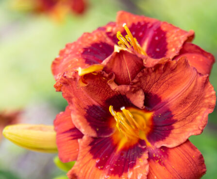 Hemerocallis `Berlinen Kontrapunkt`` päevaliilia (3)