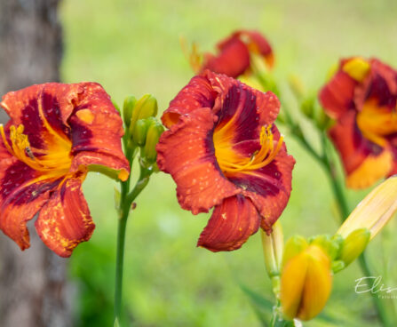 Hemerocallis `Berlinen Kontrapunkt`` päevaliilia (1)