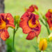 Hemerocallis `Berlinen Kontrapunkt`` päevaliilia (1)