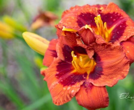 Hemerocallis `Berlinen Kontrapunkt`` päevaliilia (2)