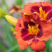 Hemerocallis `Berlinen Kontrapunkt`` päevaliilia (2)