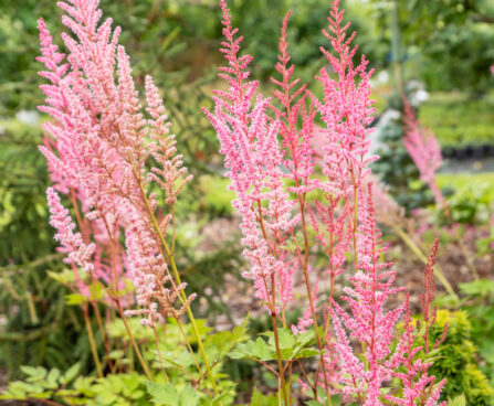 Astilbe chinensis `Mighty Pip` (1)