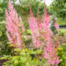 Astilbe chinensis `Mighty Pip` (1)