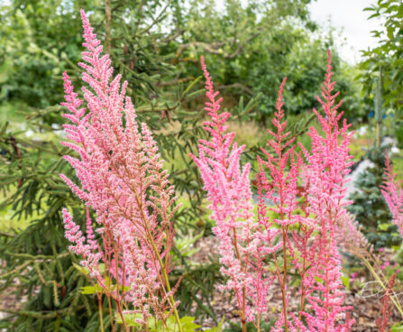 Astilbe chinensis `Mighty Pip` (2)