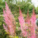 Astilbe chinensis `Mighty Pip` (2)