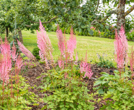 Astilbe chinensis `Mighty Pip` (3)