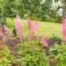 Astilbe chinensis `Mighty Pip` (3)