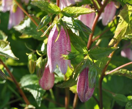 1392_1719_Campanula_Winen_Rubies1.JPG