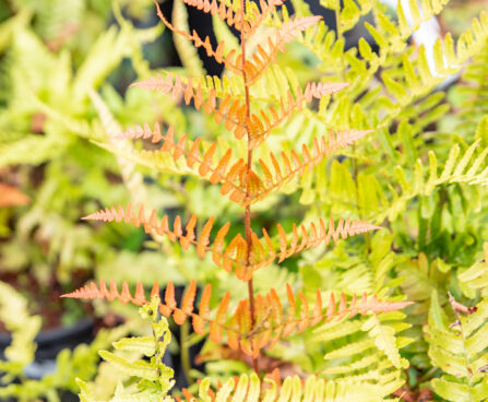 Dryopteris erythrosora `Brilliance` punaloor-sõnajalg (4)