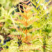 Dryopteris erythrosora `Brilliance` punaloor-sõnajalg (4)