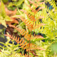 Dryopteris erythrosora `Brilliance` punaloor-sõnajalg (5)