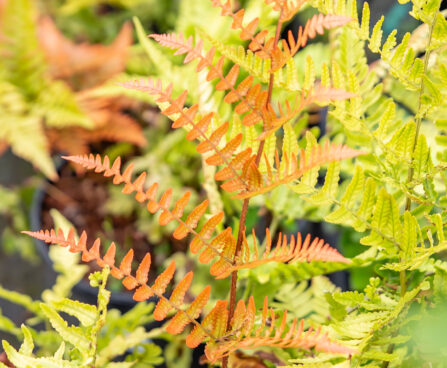 Dryopteris erythrosora `Brilliance` punaloor-sõnajalg (5)