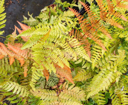 Dryopteris erythrosora `Brilliance` punaloor-sõnajalg (3)