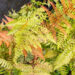 Dryopteris erythrosora `Brilliance` punaloor-sõnajalg (3)