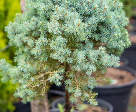 Picea glauca `Sander`s Blue` PA kanada kuusk