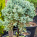 Picea glauca `Sander`s Blue` PA kanada kuusk