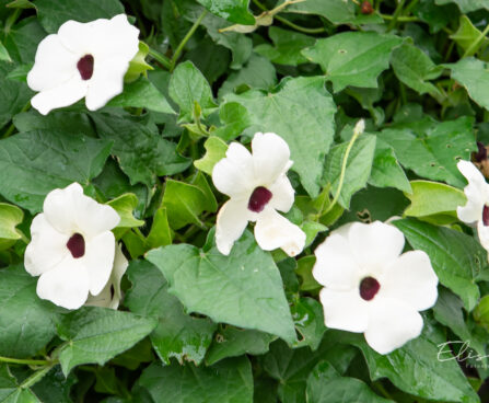 Thunbergia `Lukoma White Eye` tunbergia