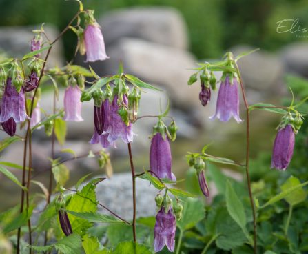 1392_8826_Campanula_punctata_Winen_Rubies_2.JPG