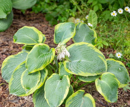 Hosta `Paradise Expectations`