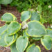 Hosta `Paradise Expectations`