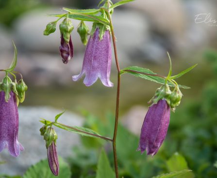 1392_8828_Campanula_punctata_Winen_Rubies_3.JPG