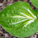 Hosta `Sting` (4)