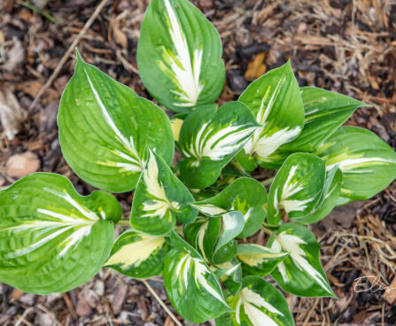 Hosta `Sting` (3)