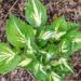 Hosta `Sting` (3)