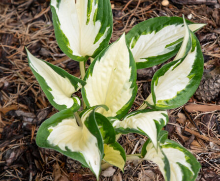 Hosta `Amazone` (1)
