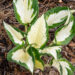 Hosta `Amazone` (1)