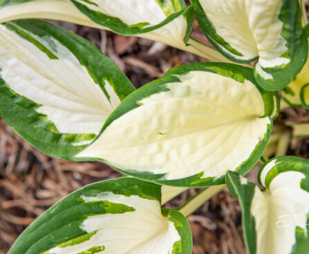 Hosta `Amazone` (2)