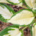 Hosta `Amazone` (2)